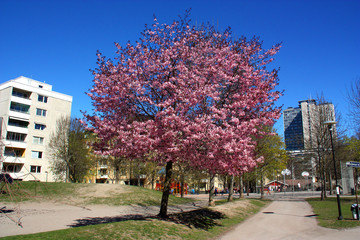 Körsbärsblommning i Rosenlundsparken på södermalm i Stockholm.