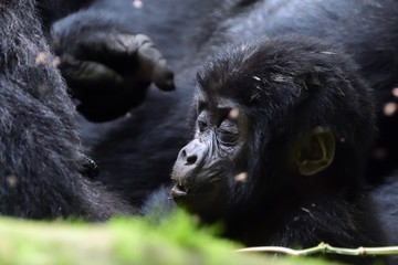 Obraz premium Mountain gorilla, Bwindi National Park, Uganda