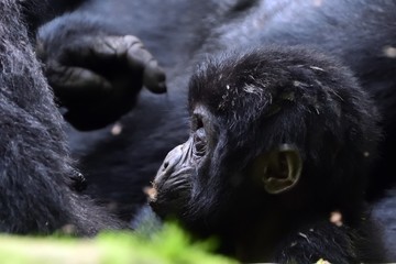 Mountain gorilla, Bwindi National Park, Uganda