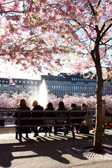 K&ouml;rsb&auml;rsblommning vid kungstr&auml;dg&aring;rden i Stockholm