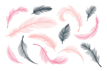 Feathers, vector pink and black fluffy quill plumes isolated on white background. Abstract feathers with realistic plumage texture pattern, wedding and birthday design elements, softness concept