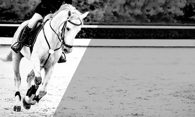 Foto auf Alu-Dibond Horse and rider, black and white banner or header, billboard, duo tone. Beautiful white horse portrait during Equestrian sport show jumping competition, copy space for your text. © taylon