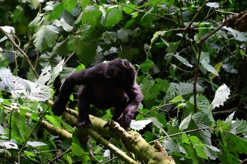 Mountain gorilla, Bwindi National Park, Uganda