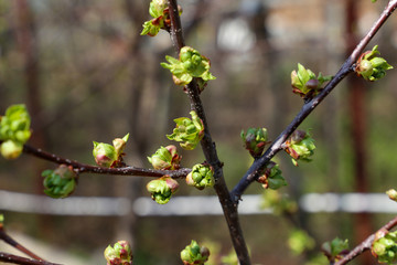 Closeup of green flower buds and young leaves on the branches of a fruit tree on a sunny spring day. Blooming parks. The concept of awakening nature.