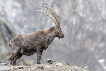 Portrait of a king, the Alpine ibex (Capra ibex)