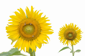 Sunflower on a white background