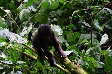 Mountain gorilla, Bwindi National Park, Uganda