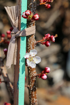 Closeup of flower buds and young leaves on the branches of a fruit tree on a sunny spring day. Domestic gardening. The concept of blooming spring. Vertical photo.