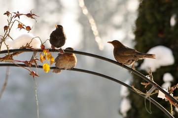 Some blackbirds enoying the warm sun in the snowy winter landscape