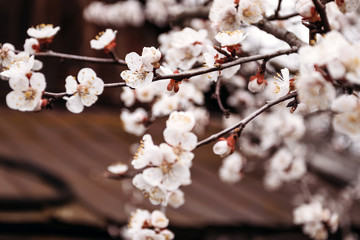 Spring flowering apricot on dark background. April, flowering trees.