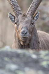 Face to face with the king of Alps montains (Capra ibex)