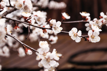Spring flowering apricot on dark background. April, flowering trees.