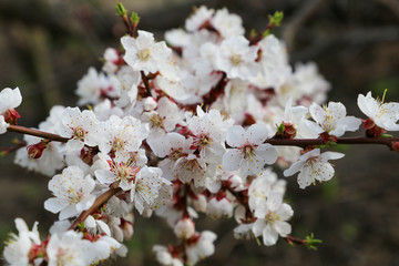 Closeup of magnificently blooming white cherry flowers on a natural background on a sunny day. The concept of the beginning of spring. The idea of ​​awakening nature.