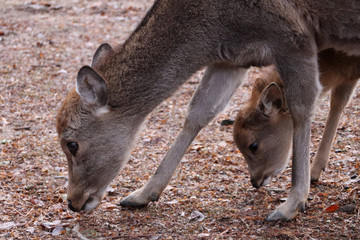 Biche et faon broutant en hiver (Nara - Japon)