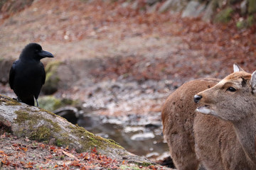 Une biche et un corbeau (Nara - Japon)