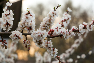 Closeup of a branch with white flowers in the sunlight on a dark natural background. Flowering tree...