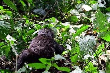 Mountain gorilla, Bwindi National Park, Uganda