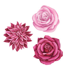 Set of rose and Dahlia flowers on a white background.