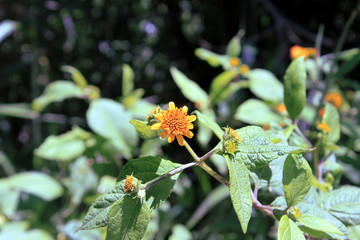 Abstracts textures and garden photography