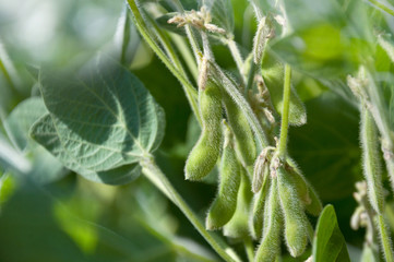 Young green pods of varietal soybeans on a plant stem in a soybean field in the morning during the active growth of crops in the sun. Selective focus.