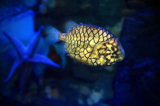 Pinecone fish or Cleidopus gloriamaris