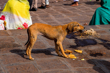 Picture of a Hungry dull street dog eating his food which is thrown at the street