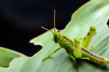 grasshopper on a green leaf