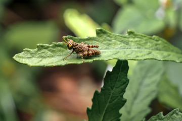 grashopper on a leaf