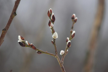 branch with a fluffy buds in the winter