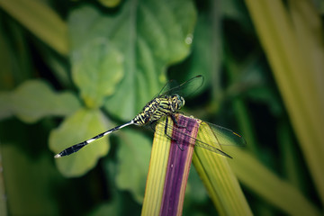 dragonfly on a leaf