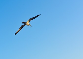Seabird flying with blue sky