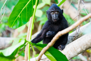 Makake auf Salwesi. Schopfaffe schwarz im Dschungel - Indonesien