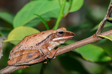 Obraz premium frog on a leaf