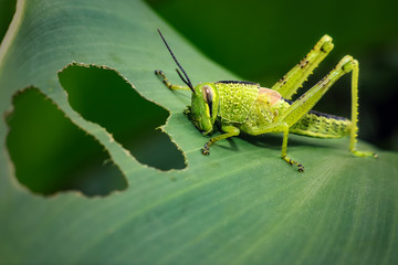 grasshopper on green leaf