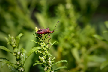 red bug on leaf