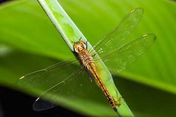 dragonfly on a leaf