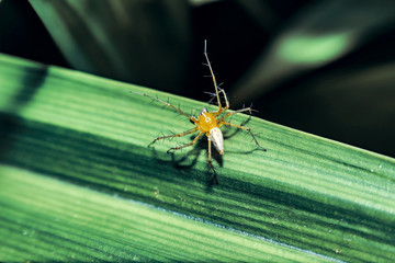 spider on a leaf
