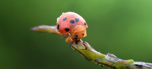 ladybug on leaf