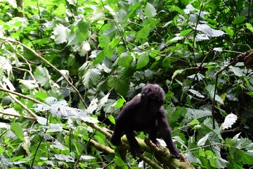 Mountain gorilla, Bwindi National Park, Uganda