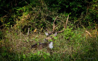 deer in the Jungle