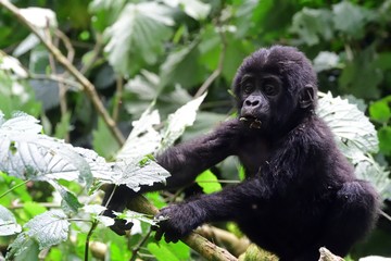 Mountain gorilla, Bwindi National Park, Uganda