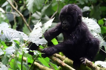 Mountain gorilla, Bwindi National Park, Uganda