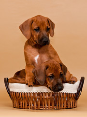 Two funny puppies sitting in wicker basket on beige background