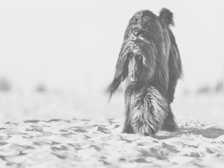 Black and white portrait of Afghan Hound walking on sand in desert
