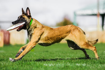 Malinois Belgian Shepherd catched flying disk, dog sport competition