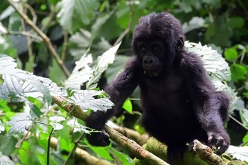 Mountain gorilla, Bwindi National Park, Uganda