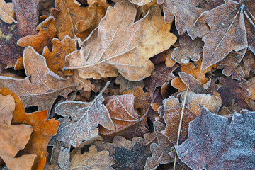 Last year's leaves covered with hoarfrost lie on the ground with a continuous carpet.