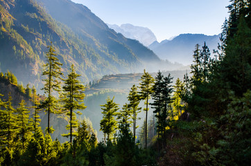 Pine forest near Temang village in Marshyangdi river valley. Early morning view. Annapurna circuit trek, Nepal.