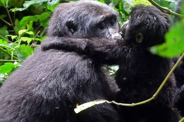 Mountain gorilla, Bwindi National Park, Uganda