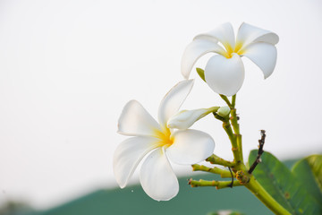 white frangipani flower isolated white